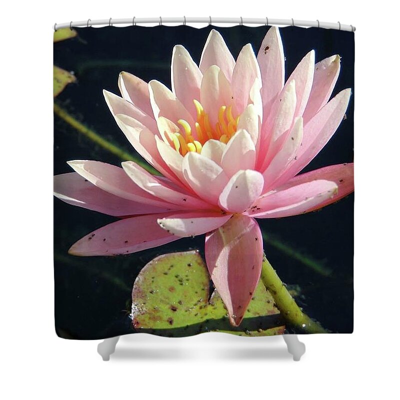 Pink Water Lily Shower Curtain featuring the photograph Soft and Delicate by Charlotte Gray