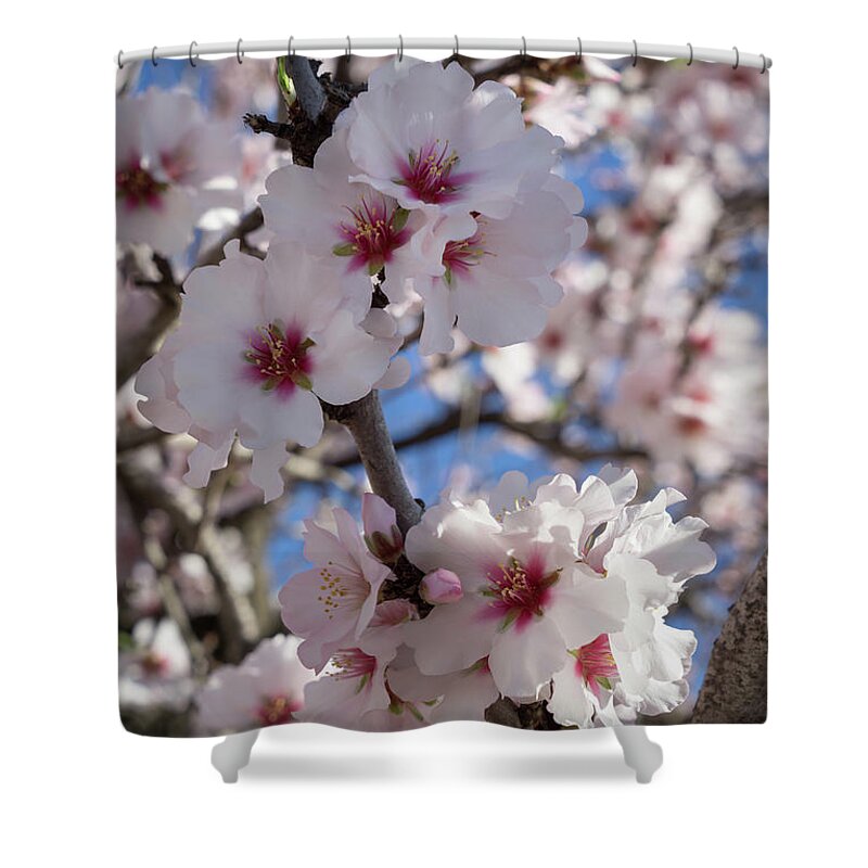 Soft Shower Curtain featuring the photograph Soft pink almond blossoms, spring awakening by Adriana Mueller