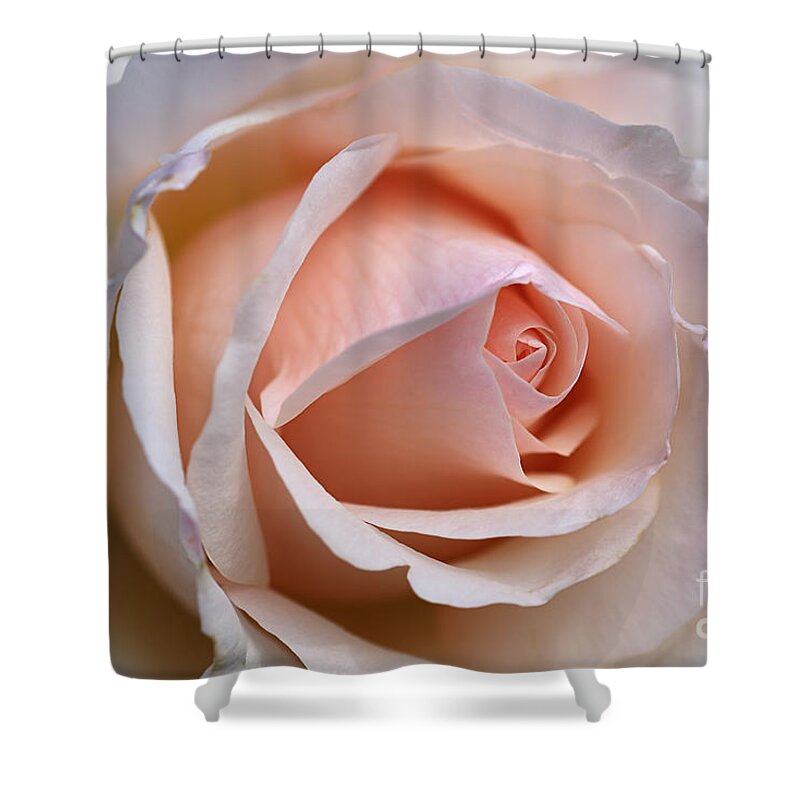 Floribunda Rose Shower Curtain featuring the photograph Soft Rose by Joy Watson