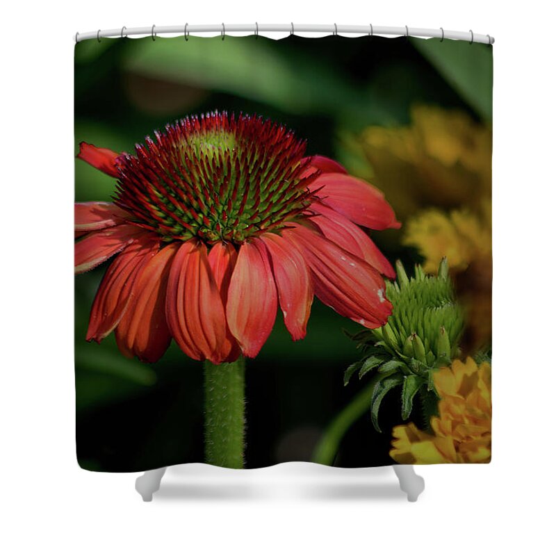 Plants Shower Curtain featuring the photograph Softly Orange by Buddy Scott