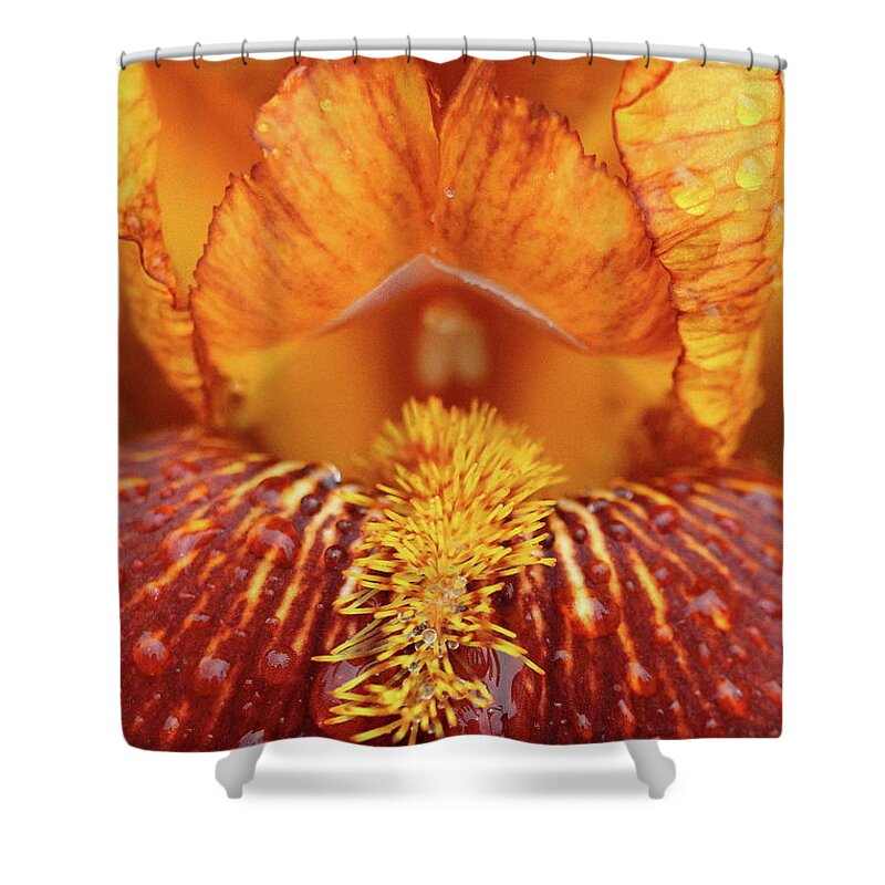 Flower Shower Curtain featuring the photograph Soggy Iris by Lens Art Photography By Larry Trager