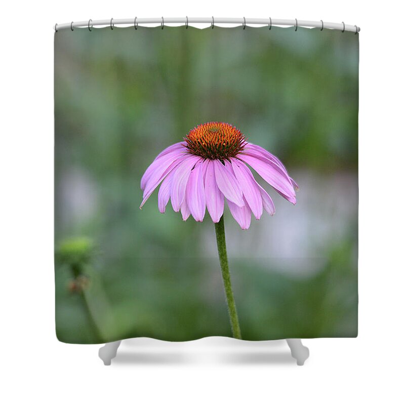 Pink Shower Curtain featuring the photograph Solitary Cone Flower by Whispering Peaks Photography