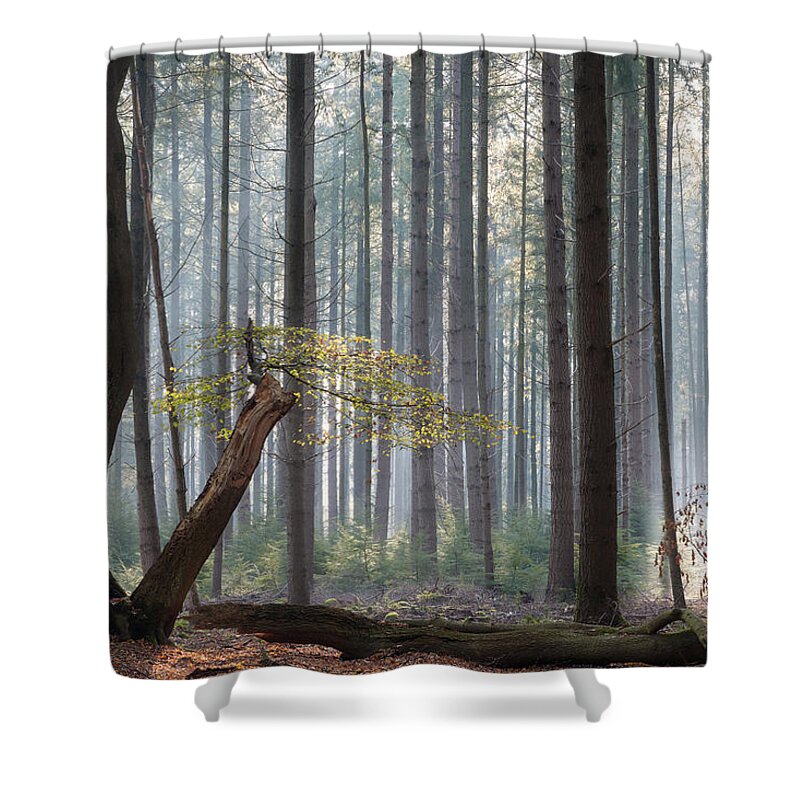 Autumn Shower Curtain featuring the photograph Some green leaves between the trees by Anges Van der Logt
