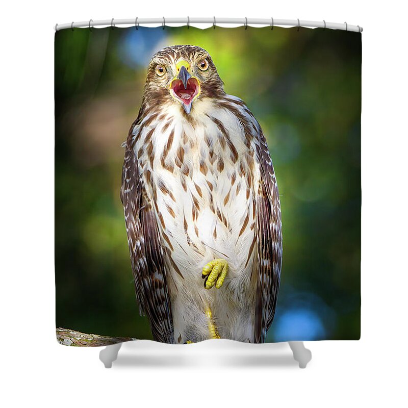 Red Shouldered Hawk Shower Curtain featuring the photograph Song of the Hawk by Mark Andrew Thomas