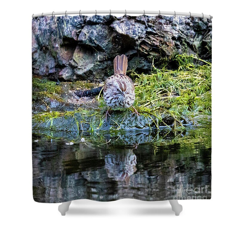 Song Sparrows Shower Curtain featuring the photograph Song Sparrow in Eleven Mile Canyon by Steven Krull