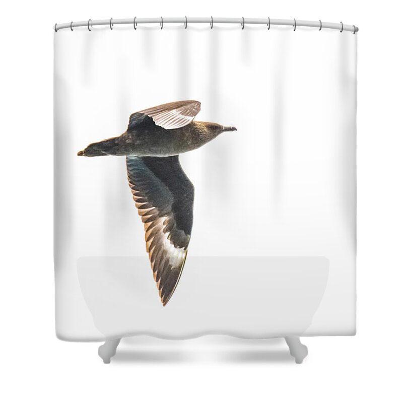 03feb20 Shower Curtain featuring the photograph South Polar Skua In Flight by Jeff at JSJ Photography