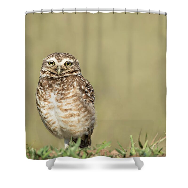 Amazon Shower Curtain featuring the photograph Southern Burrowing Owl by Linda Villers