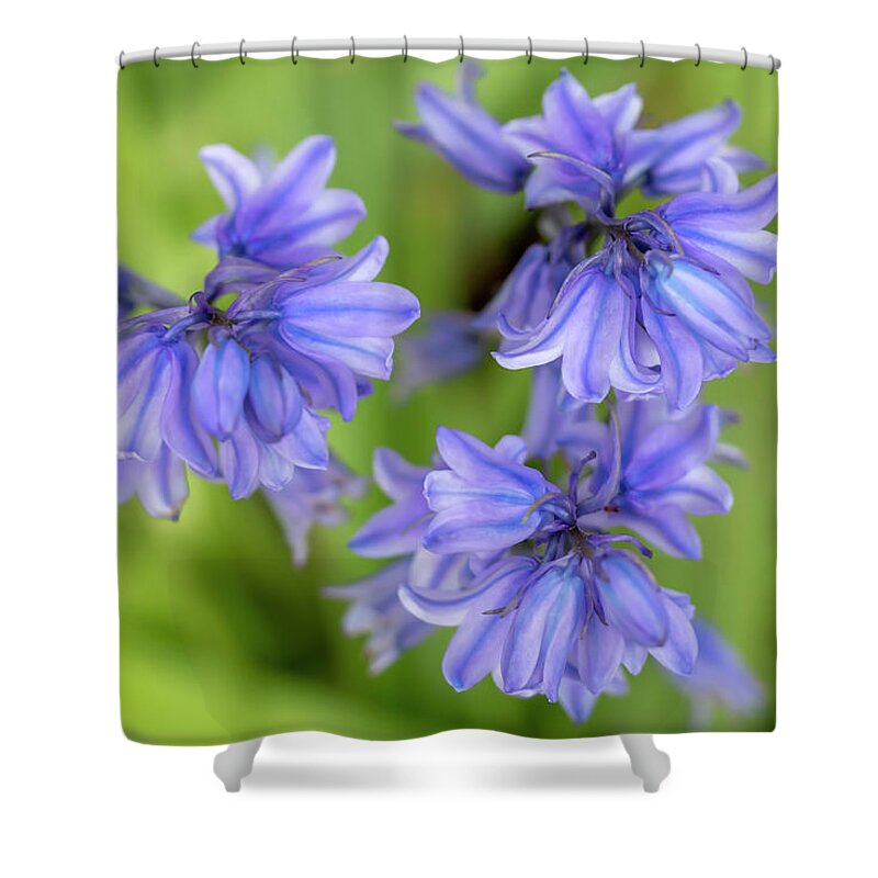 Flower Shower Curtain featuring the photograph Spanish Bluebells 6 by Dawn Cavalieri
