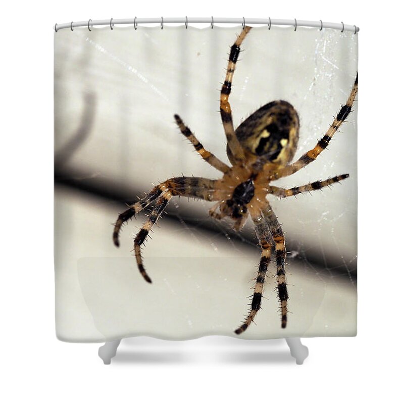 Spider Shower Curtain featuring the painting Spider casting shadow by Sv Bell