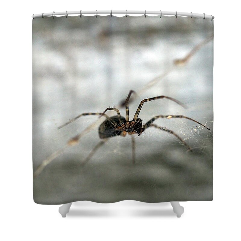 Spider Shower Curtain featuring the painting Spider on its web by Sv Bell