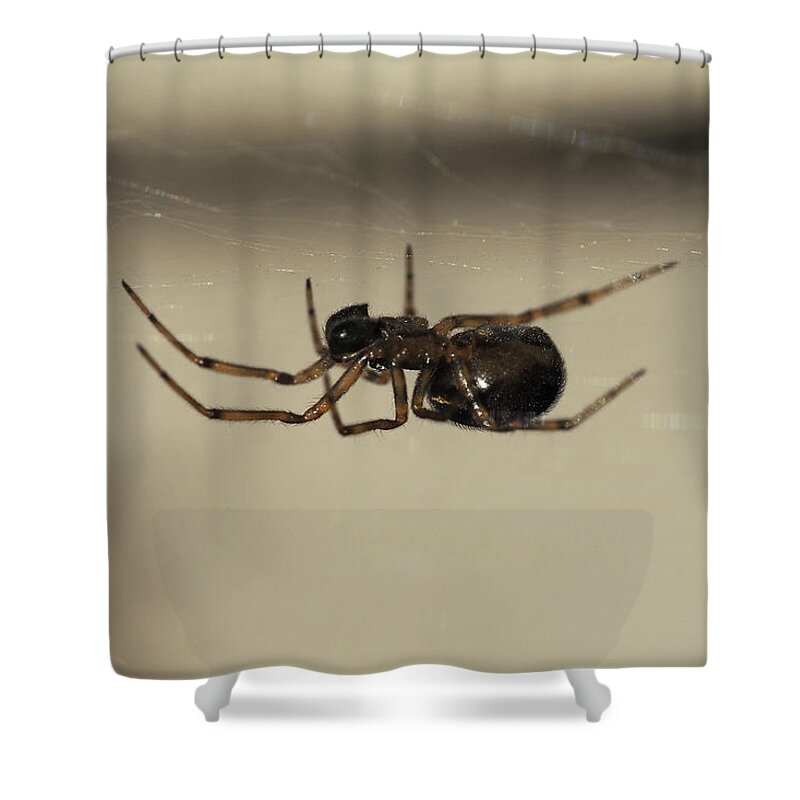 Spider Shower Curtain featuring the painting Spider under the web by Sv Bell