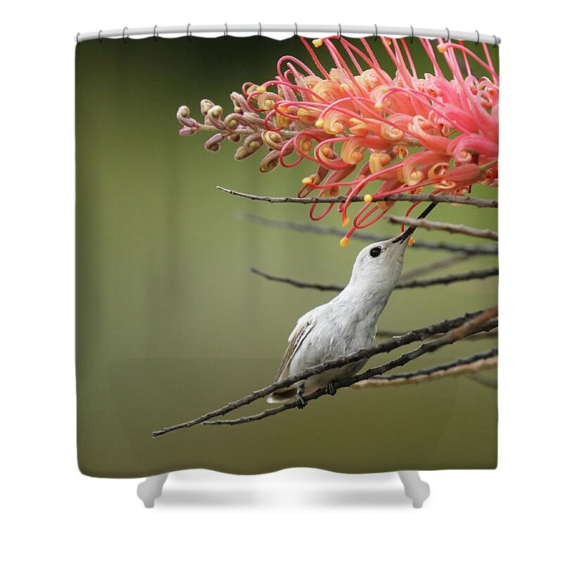 Nature Shower Curtain featuring the photograph Spirit Of The Woods 4 by Erick Castellon