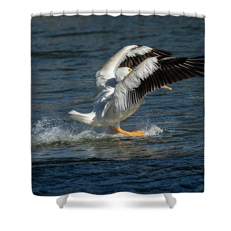 American White Pelican Shower Curtain featuring the photograph Splash Down 2016 by Thomas Young