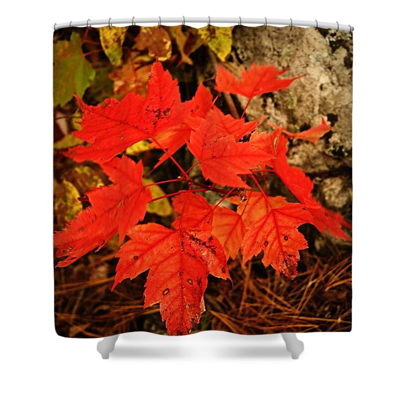 Landscape Shower Curtain featuring the photograph Splash of Autumn by Larry Ricker