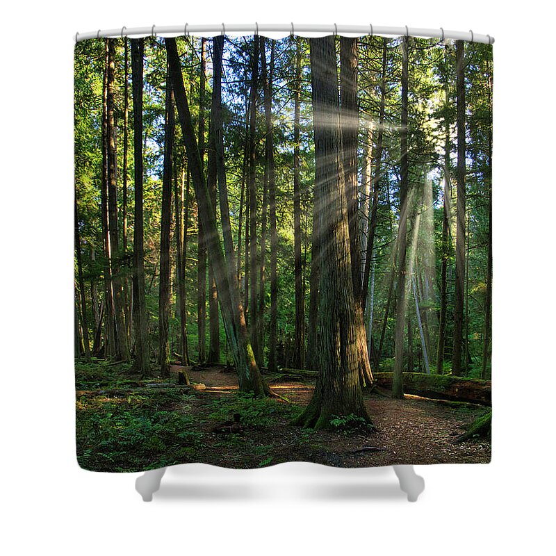 Landscape Shower Curtain featuring the photograph Splintered Forest Light by Allan Van Gasbeck