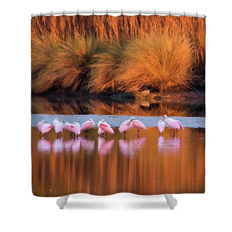 Roseate Spoonbills Shower Curtain featuring the photograph Spoonbills at Dawn by Jim Miller