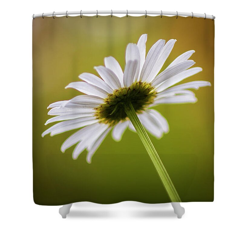 Daisy Shower Curtain featuring the photograph Spring Daisy by Bob Decker