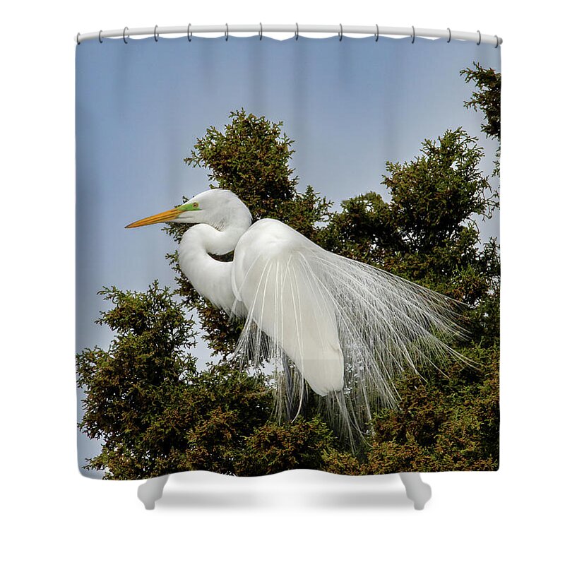 Animals Shower Curtain featuring the photograph Spring Egret by Brian Shoemaker