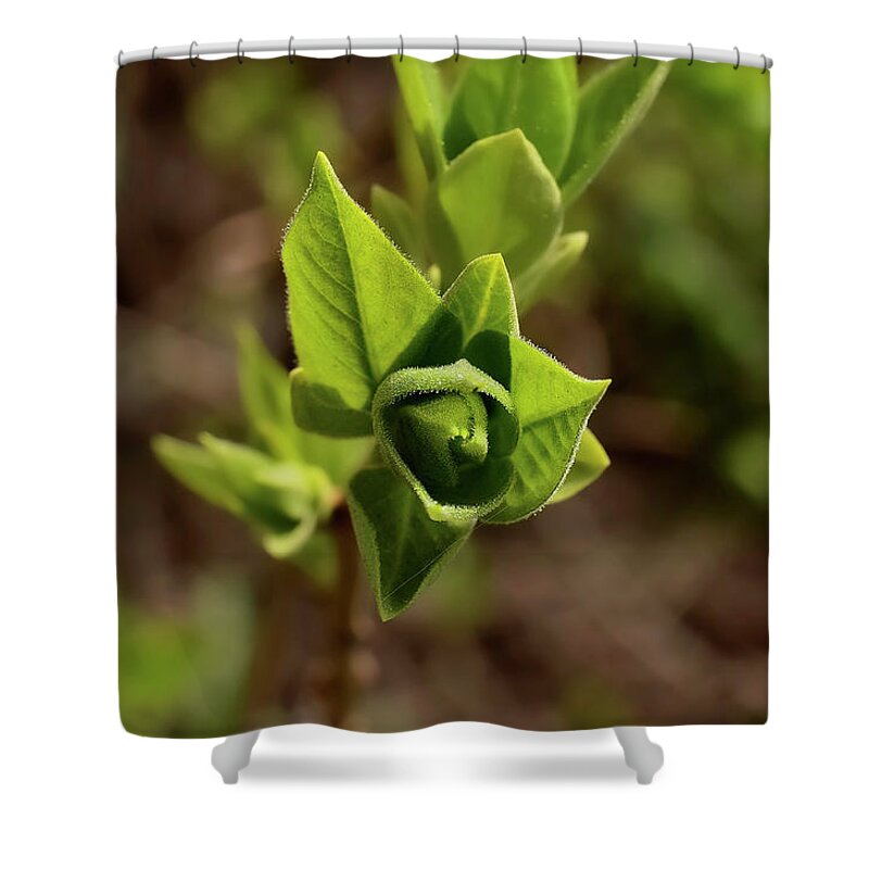 Spring Shower Curtain featuring the photograph Spring foliage. by Sergei Fomichev