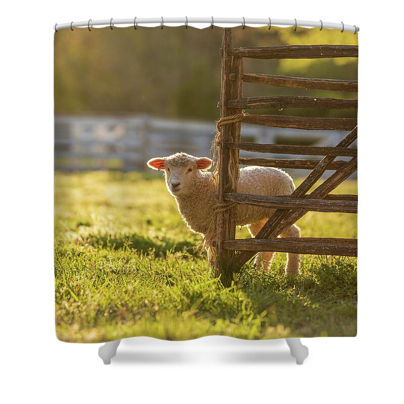 Sheep Shower Curtain featuring the photograph Spring Lamb in the Late Afternoon by Rachel Morrison