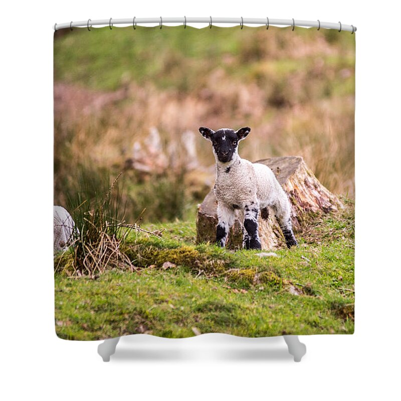 Lambs Shower Curtain featuring the photograph Spring lambs by Daniel Letford