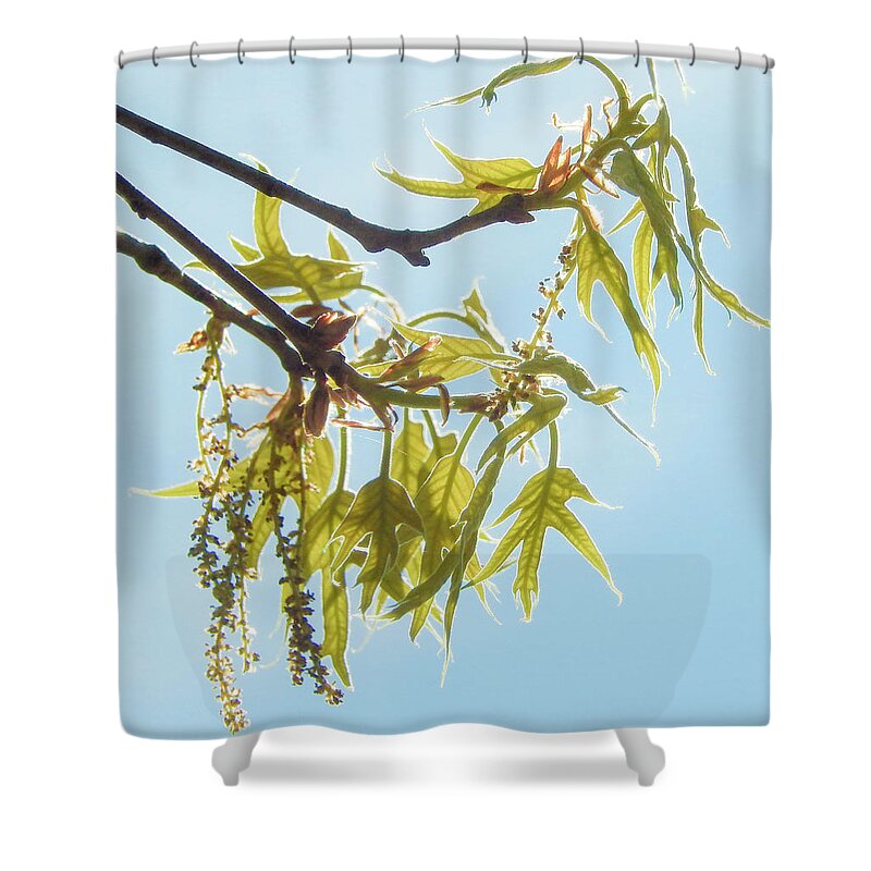 Spring Shower Curtain featuring the photograph Spring Oak Leaves by Karen Rispin