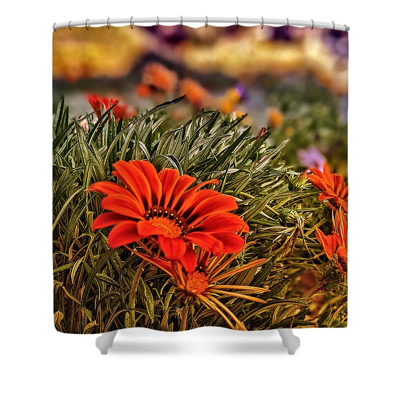 Flower Shower Curtain featuring the photograph Spring Orange Flowers by Dave Zumsteg