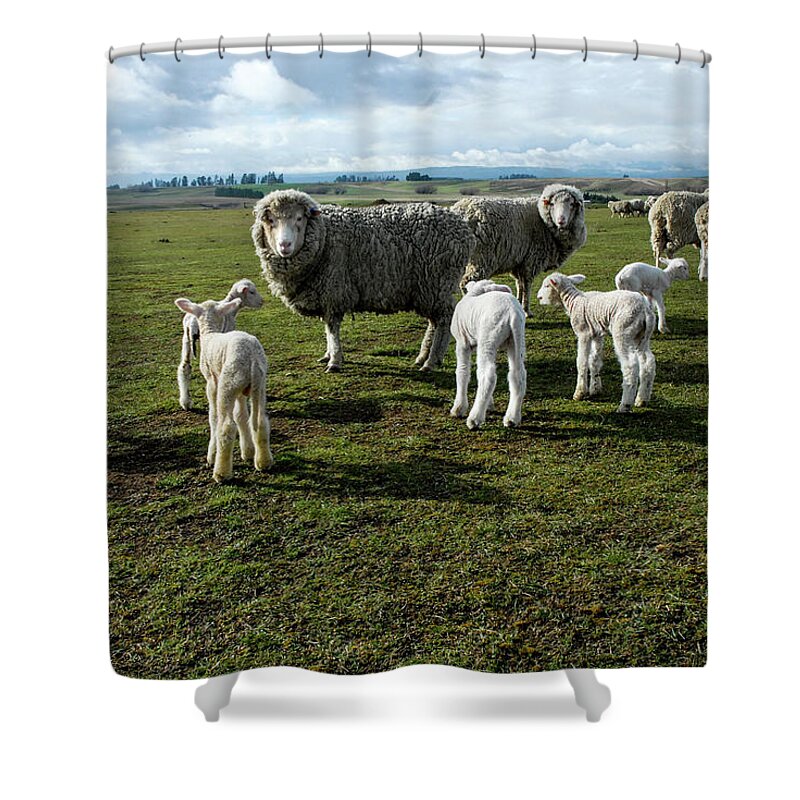 Sheep Shower Curtain featuring the photograph Springtime Babies - High Country Sheep Muster, South Island, New Zealand by Earth And Spirit