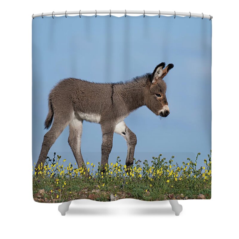 Wild Burros Shower Curtain featuring the photograph Spring Time by Mary Hone