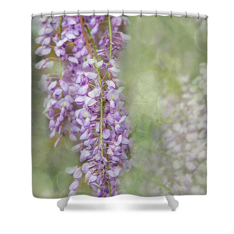 Sunnylea Shower Curtain featuring the photograph Spring Waltz of the Wisteria by Marilyn Cornwell