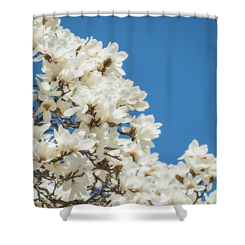 Magnolia Shower Curtain featuring the photograph Springtime Blooms by Sally Cooper