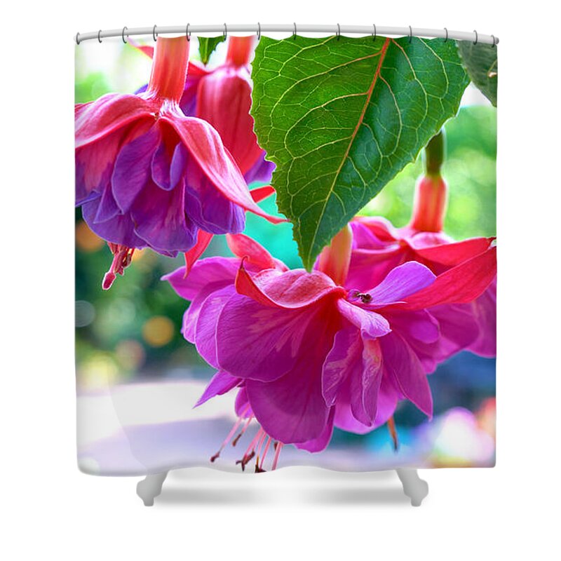 Springtime Shower Curtain featuring the photograph Springtime garden with large hybrid pink and purple fuchsia flowers. by Milleflore Images