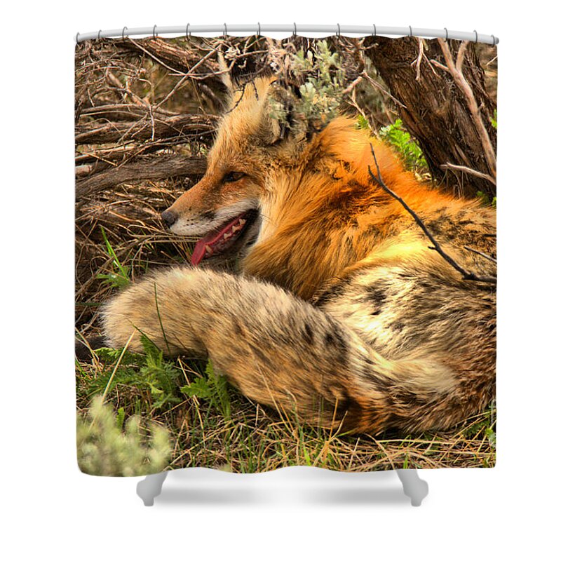 Fox Shower Curtain featuring the photograph Springtime Nap by Adam Jewell