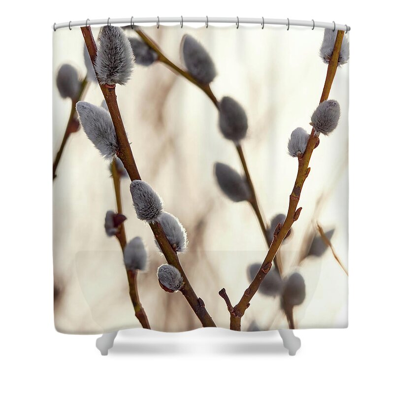 Finland Shower Curtain featuring the photograph Springtime Pussy willows square by Jouko Lehto