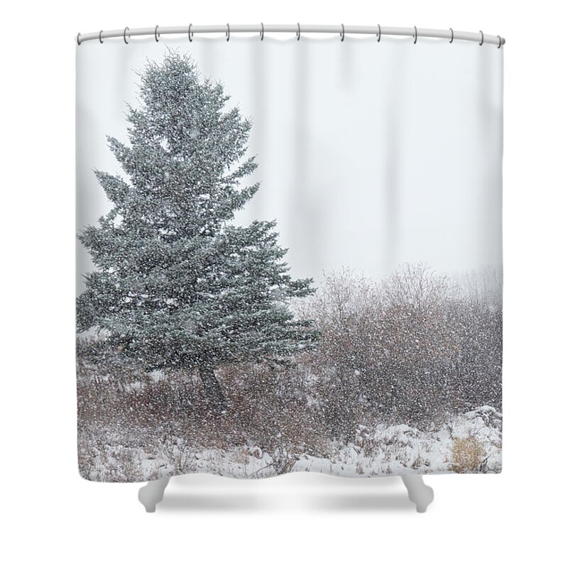 Snow Shower Curtain featuring the photograph Spruce tree on a snowy day by Karen Rispin