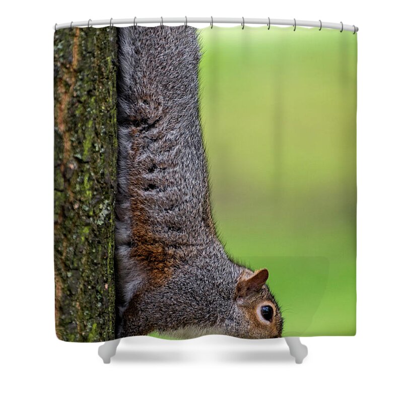 Squirrel Shower Curtain featuring the photograph Squirrel at Greenwich Park 2 by Pablo Lopez