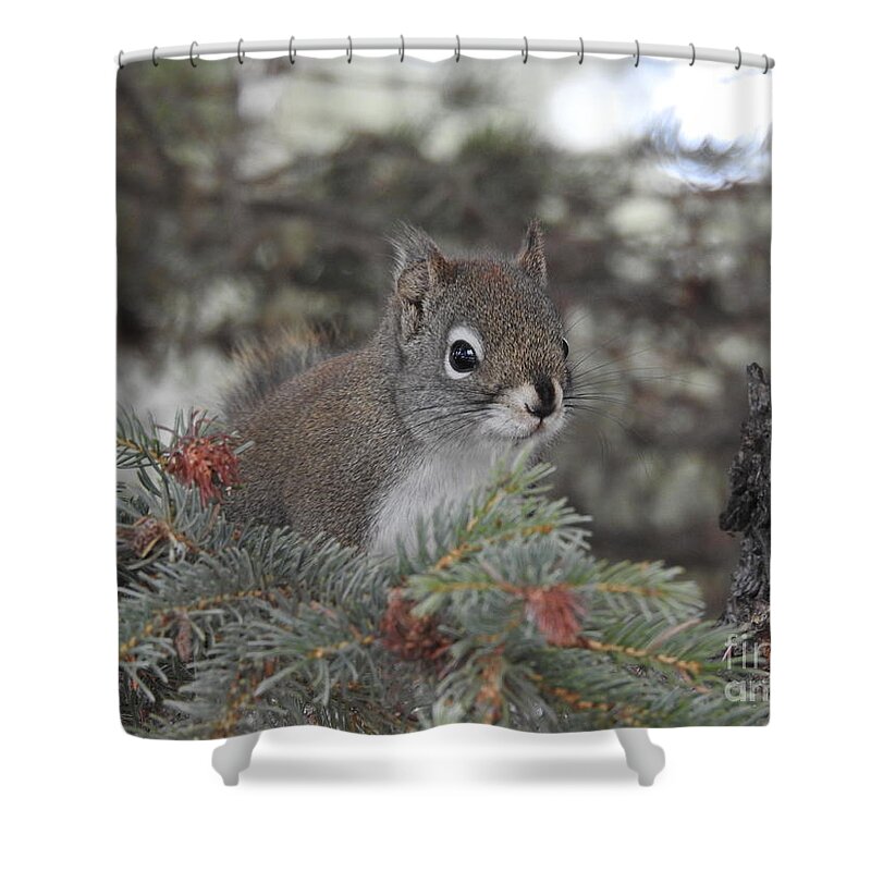 Squirrel Shower Curtain featuring the photograph Squirrel by Nicola Finch