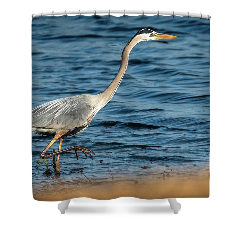 Great Blue Heron Shower Curtain featuring the photograph Stalker by Phil S Addis