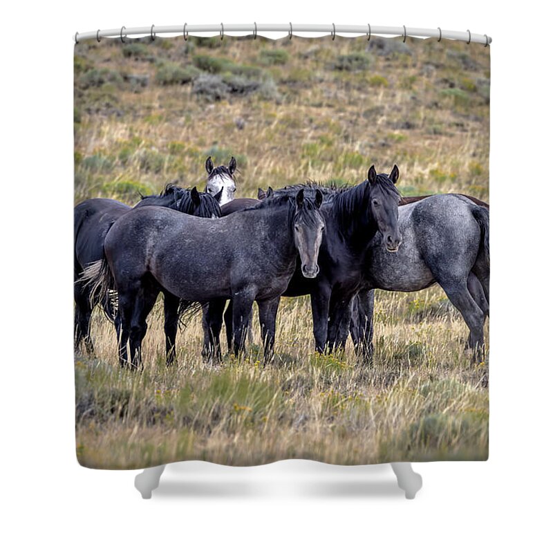 Horse Shower Curtain featuring the photograph Stallions by Laura Terriere