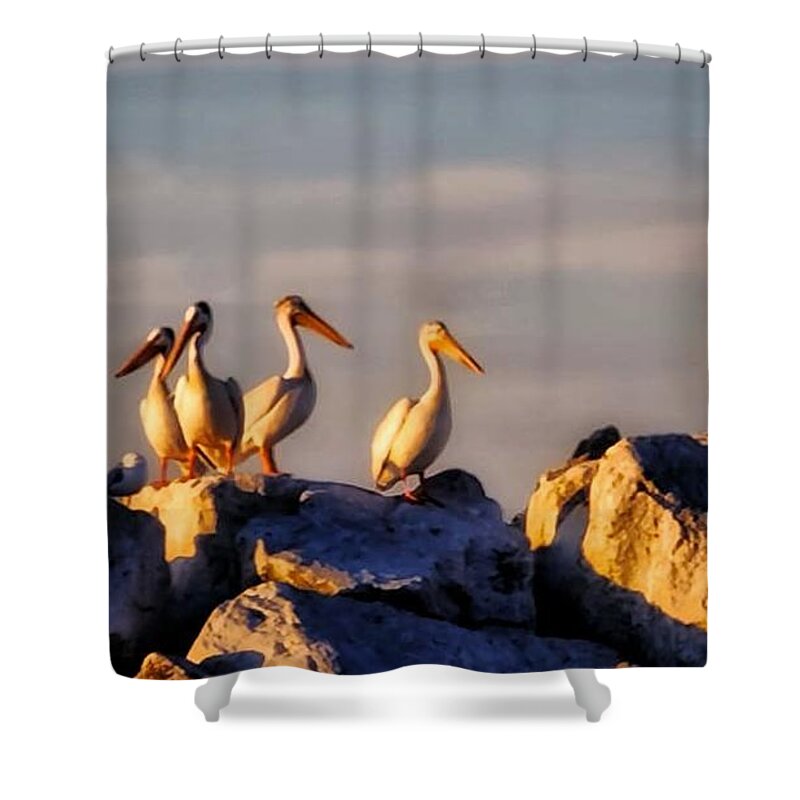 Pelicans Shower Curtain featuring the photograph Stand Together Apart by Terry Ann Morris