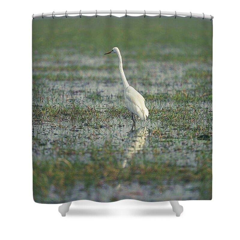 #look # Eyes #birds #feathers #eyes #color #colour #alone #white #swamp Shower Curtain featuring the photograph Standing Alone by Dheeraj Mutha