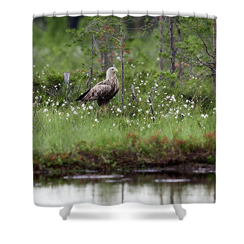 Finland Shower Curtain featuring the photograph Standing bold. White-tailed eagle by Jouko Lehto