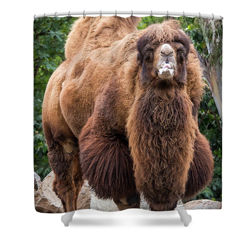 Brown Shower Curtain featuring the photograph Stare Down Challenge by David Levin