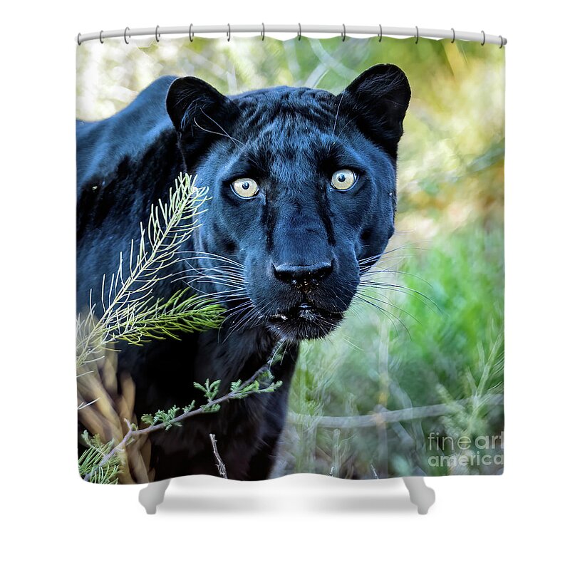 Wildlife Shower Curtain featuring the photograph Stare Down by Tom Watkins PVminer pixs