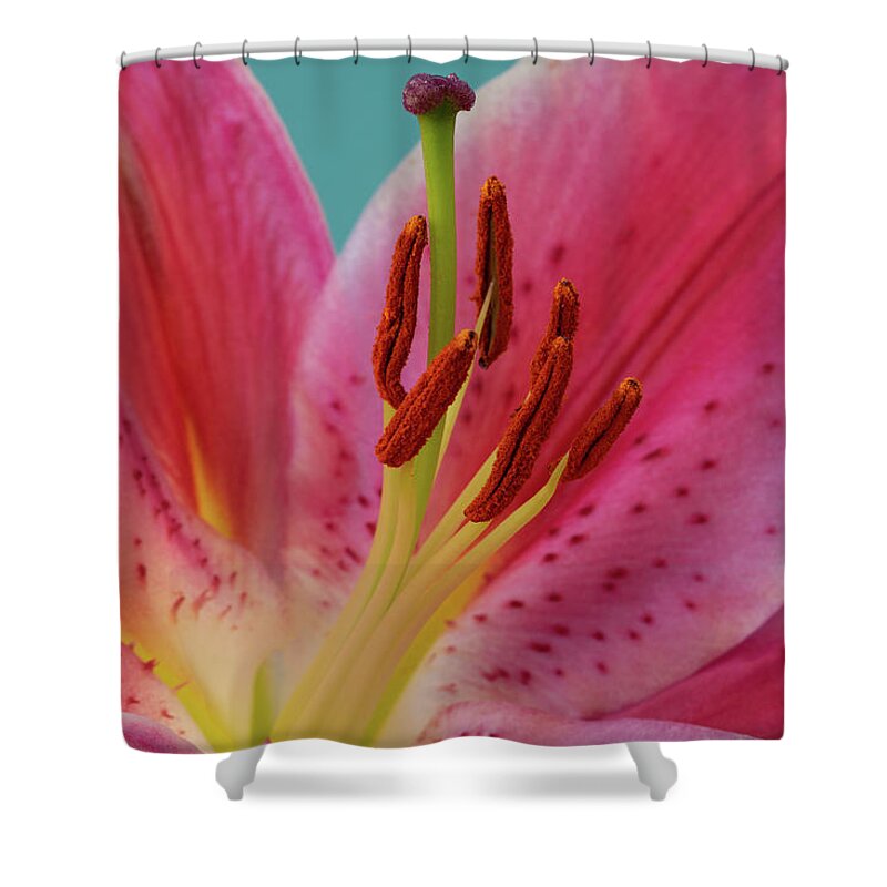 Lily Shower Curtain featuring the photograph Stargazer Lily by Tina Horne