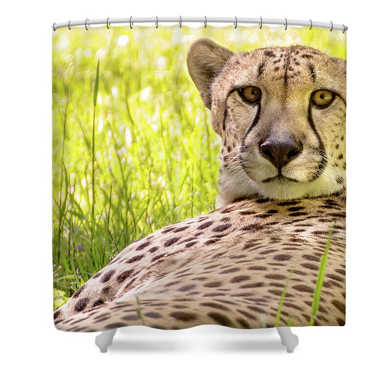 Zoo Shower Curtain featuring the photograph Staring cheeta by Robert Miller