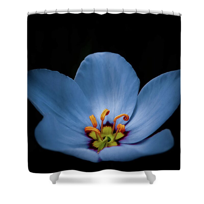 Flower Shower Curtain featuring the photograph Stellar Blue-auty by Gena Herro