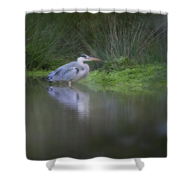 Flyladyphotographybywendycooper Shower Curtain featuring the photograph Still by Wendy Cooper