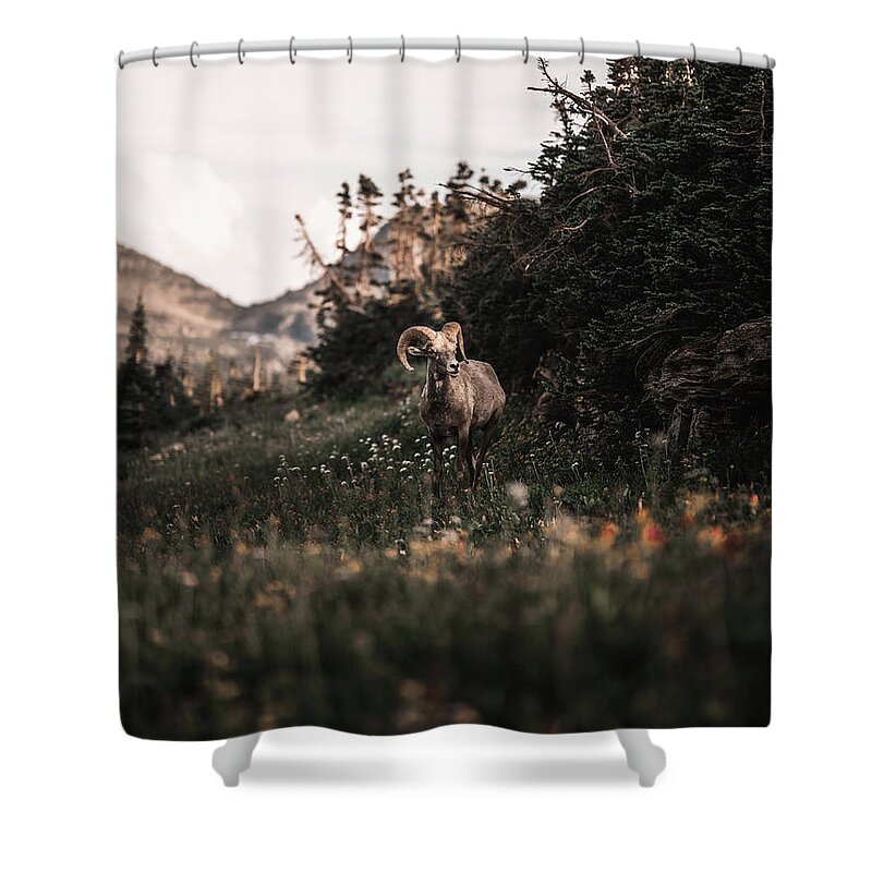  Shower Curtain featuring the photograph Stoic Bighorn by William Boggs