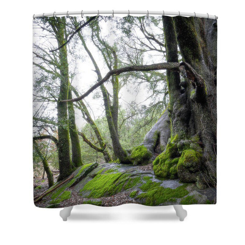Forest Shower Curtain featuring the photograph Storytime by Ryan Weddle